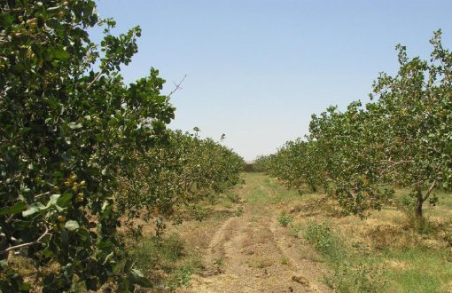 قیمت زمین در سهیلیه